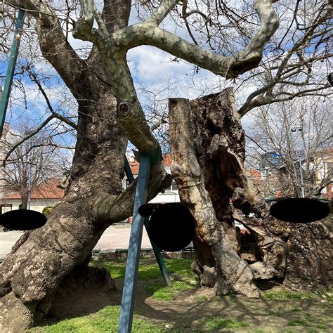 CHINAR TREE (2026) All You Need to Know BEFORE You Go (with Photos ...