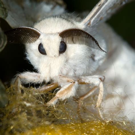 Are Venezuelan Poodle Moth Real