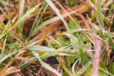 Premium Photo | Grass in the winter forest