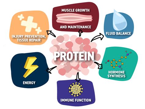 NCERT Solutions for Class 6 Science - Components of Food