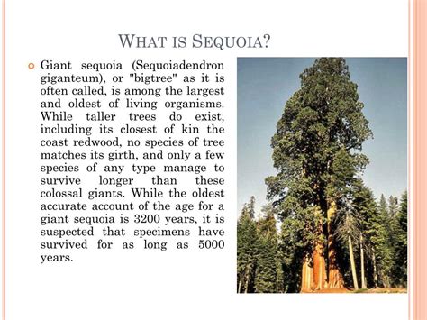 Sequoia Meaning And Pronunciation at Emma Spyer blog