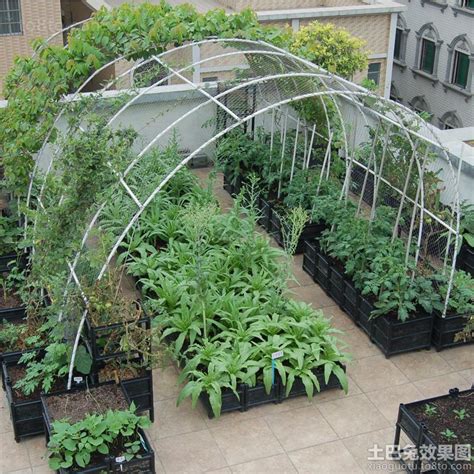 阳台1㎡造菜园，现已成功实现青椒小葱自由！_凤凰网