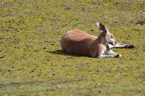 Define Tarry, Tarry Meaning, Tarry Examples, Tarry Synonyms, Tarry ...