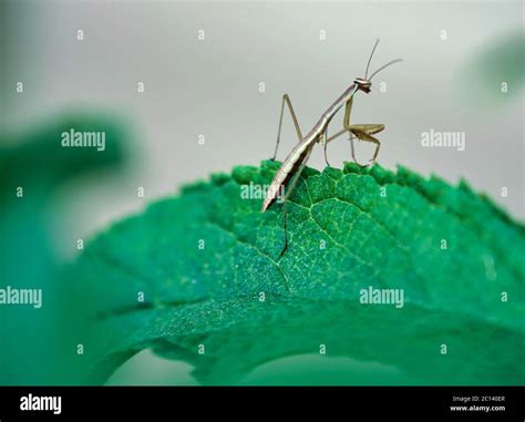 baby praying mantis exploring Stock Photo - Alamy