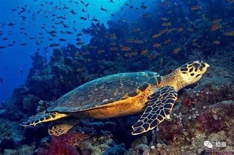 世界上最稀有的海洋动物排名 十大最美丽奇特的海洋生物排行
