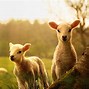 Image result for Country Farm Spring Animals