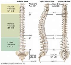 Vertebral 的图像结果