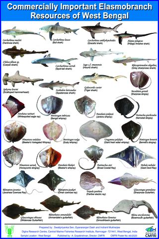 Commercially Important Elasmobranch Resources of West Bengal - CMFRI ...