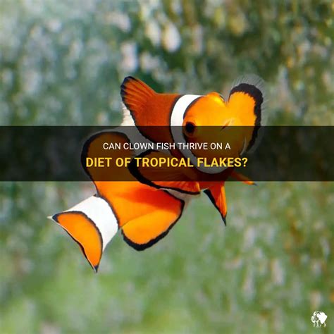 Beyond Flakes: What Else Can Fish Eat To Thrive?