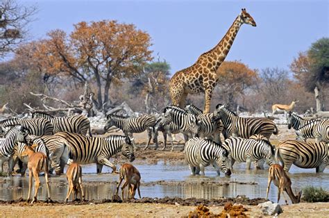 Ecosystems interactions lessons: 10 games to engage students. Teaching students about ...