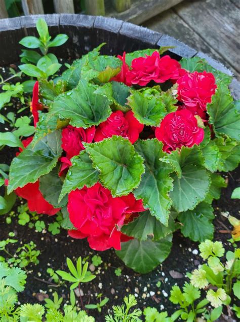 Growing Begonias in Pots: A Step-By-Step Guide