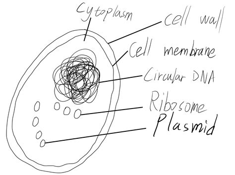 Cell Structure with Name Sign 的图像结果