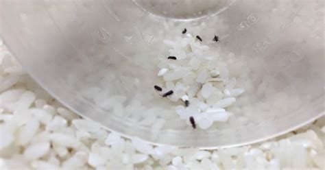 米蟲最怕它，往米缸里放一個，家里大米再也不生蟲，小妙招趕緊學