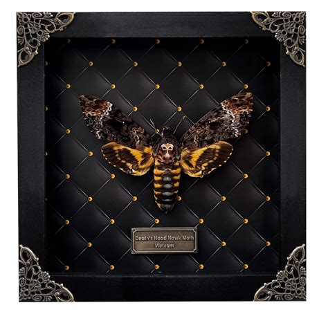 Amazon.com: Real Death Head Moth Acherontia Entomology Black Wooden ...