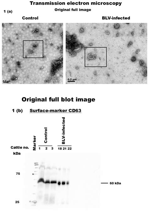 Correction: Rahman et al. Characterization of mRNA Signature in Milk ...