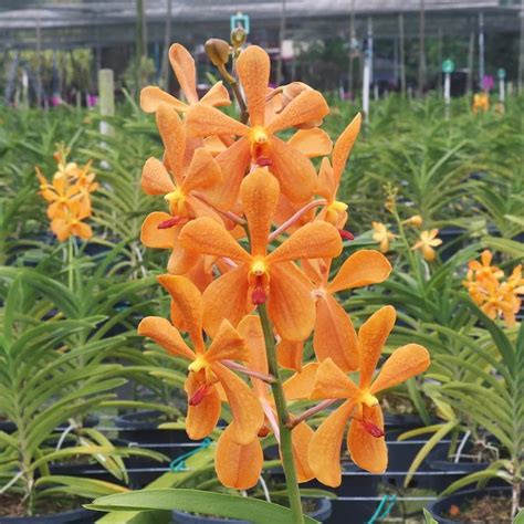 Mokara Orchid Omayi Orange #2 Mature - Big Top Cutting