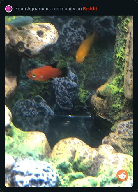 My red platy had a white spot that disappeared. Now my blue platy has ...