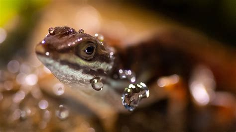 Super/Natural - Disney+