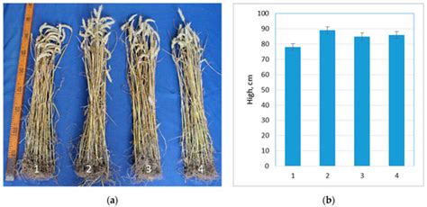 Probiotics Enhance Cereal Yield and Quality and Modify Agrochemical ...