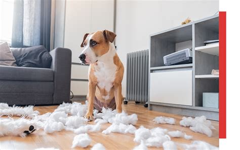 Image result for Behavior Modification for Dogs