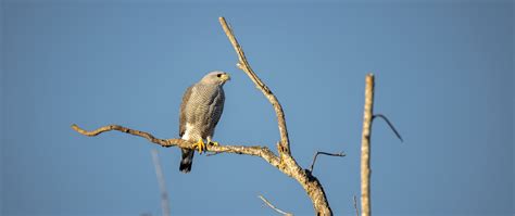 Download wallpaper 2560x1080 hawk, bird, predator, branches dual wide ...