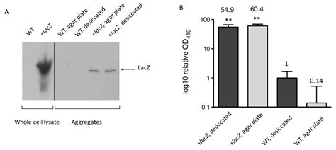 Protein Aggregation is Associated with Acinetobacter baumannii ...