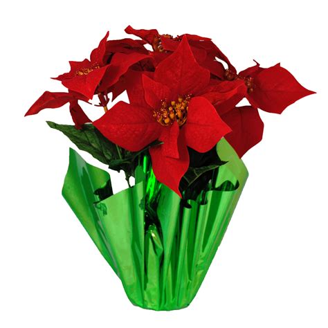 Poinsettia Plant Clipart