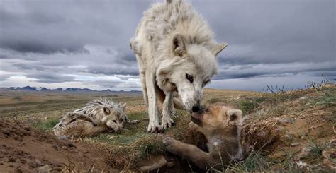 Image result for Human Wolves 1914