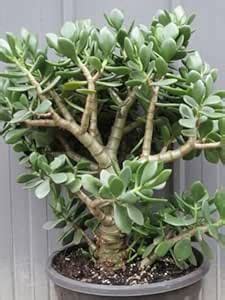 Big jade plant indoor live plant, Big jade plant for indoor (Pack of 2 ...