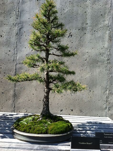 18+ Formal Upright Blue Spruce Bonsai