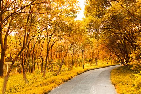 九寨沟五花海图片-大山里秋天美丽的树林素材-高清图片-摄影照片-寻图免费打包下载