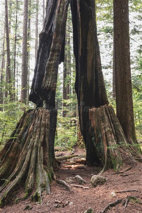 Sand Box Tree Exploding 的图像结果