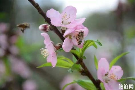 【图集】初春，来汕头巨峰寺赴一场“桃花之约”