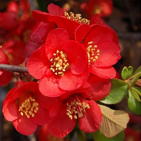 Buy flowering quince Chaenomeles × superba 'Crimson and Gold': Delivery ...