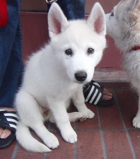 White Cute Husky Puppies