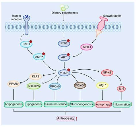 Targeting mTOR Signaling by Dietary Polyphenols in Obesity Prevention