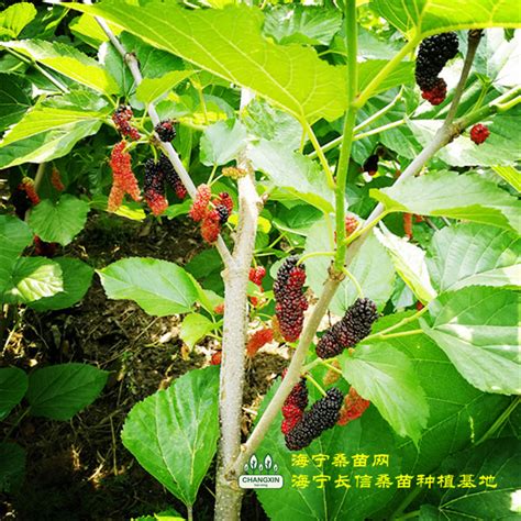 桂桑12品种简介,桂优12号桑树,桑树产量高的品种_大山谷图库