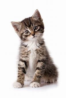 nettoyer pipi de chat nettoyer un pipi de chat astuce de grands m 232 res nettoyer pipi de chat nettoyer un pipi de chat astuce de grands m 232 res