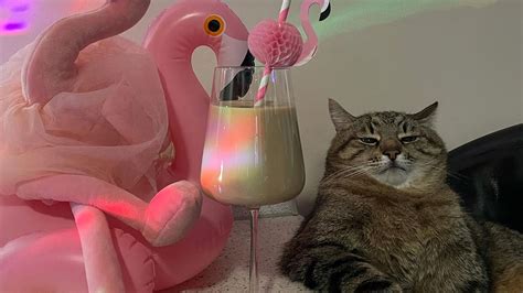 Download wallpaper 2560x1440 stepan, cat stepan, cat, cocktail, pet ...