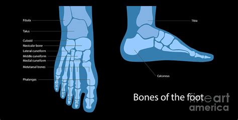 Foot 的图像结果