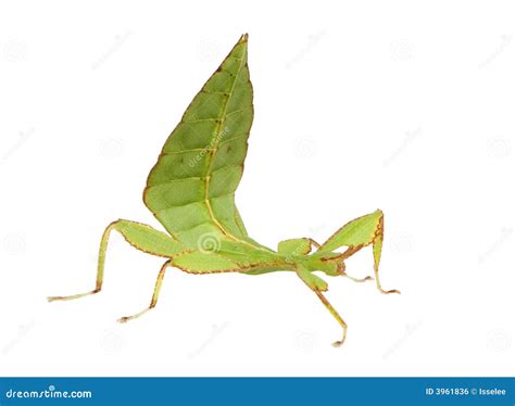 Leaf Insect, Phylliidae - Phyllium Sp Stock Photo - Image of ...
