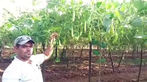 मचान विधि का कमाल, एक पौधे से एक हजार लौकी की उपज ले रहा ये किसान ...