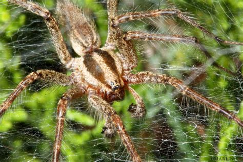 What Is A Funnel Weaver Spider at Andrea Newton blog