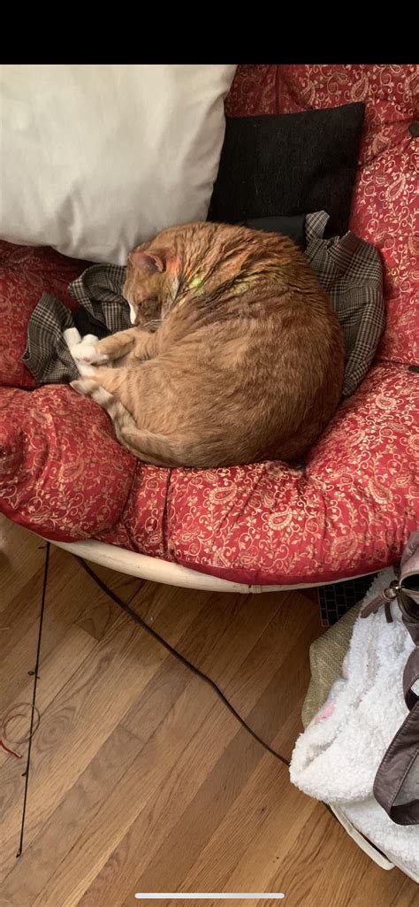 behold. my absolutely moronic orange chonk, cheddar cheese. (no body shaming. he’s a rescue on a ...