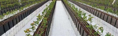 Greenhouse Solutions – Agriplast Tech India