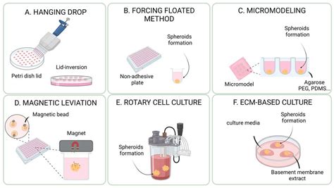 Cancer Spheroids and Organoids as Novel Tools for Research and Therapy ...