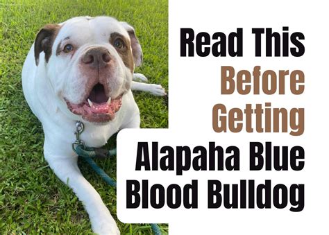 Consider These 14 Factors Before Purchasing an Alapaha Blue Blood ...