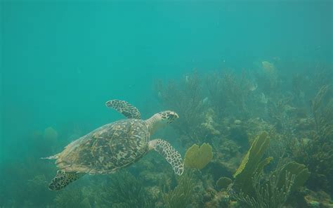 Sea Turtles in Coral Reef Ecosystems | FIU Institute of Environment