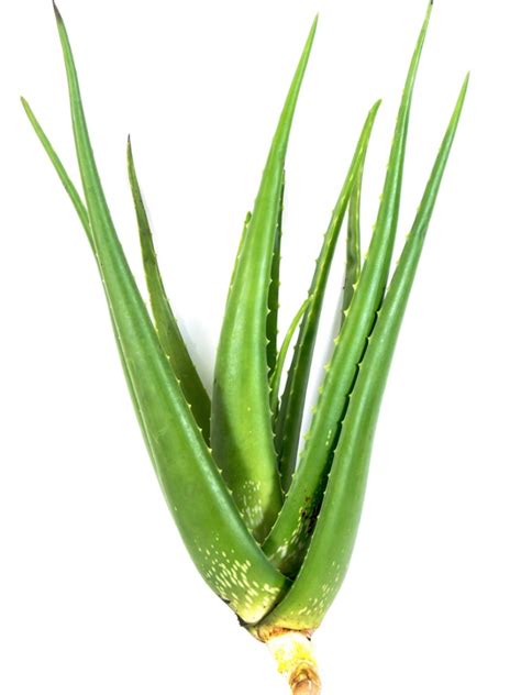 Single Aloe Vera Leaf