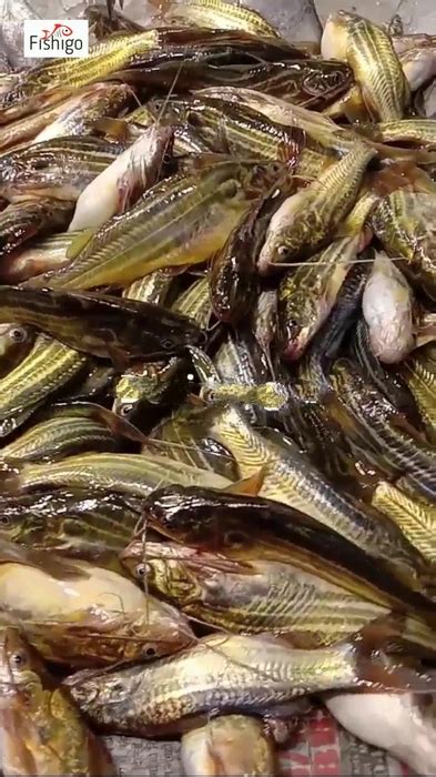 Buy Desi Tangra ( Live Fish ) Price Per Kg On Gross Weight online from ...